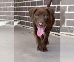 Small #1 Mutt