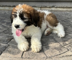 Saint Bernard Puppy for sale in LITITZ, PA, USA
