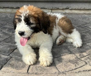 Saint Bernard Litter for sale in LITITZ, PA, USA