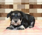 Lily - Female Schnauzer (Miniature) Puppy for Sale - Photo #2