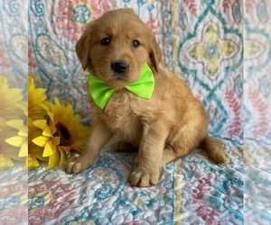 Golden Retriever Puppy for sale in LANCASTER, PA, USA