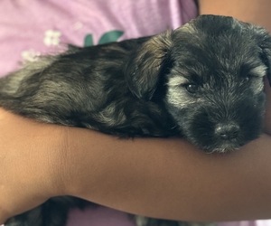 Schnauzer (Miniature) Puppy for Sale in HOUSTON, Texas USA