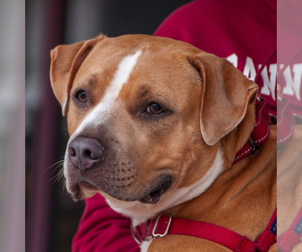 Medium Photo #9 American Pit Bull Terrier Puppy For Sale in San Jose, CA, USA
