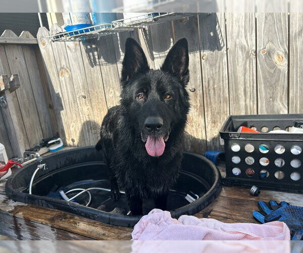 Medium Photo #1 German Shepherd Dog Puppy For Sale in Ocala, FL, USA