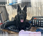 Small German Shepherd Dog