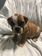Bulldog Puppy for sale in ARLINGTON, VA, USA