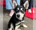Small #7 Siberian Husky Mix