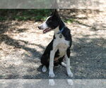 Small #1 Border Collie Mix