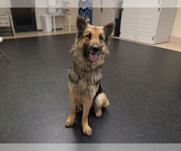 Medium Photo #2 German Shepherd Dog Puppy For Sale in Pasadena, CA, USA