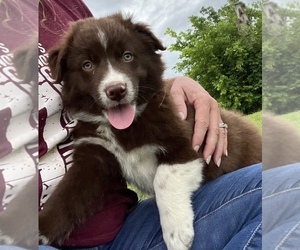 Australian Shepherd Puppy for sale in NEOSHO, MO, USA