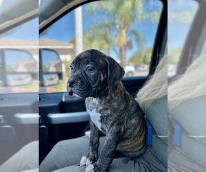 American Bulldog Puppy for sale in MENIFEE, CA, USA