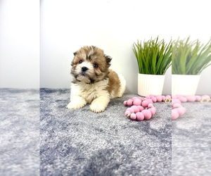 Maltipoo Puppy for sale in INDIANAPOLIS, IN, USA