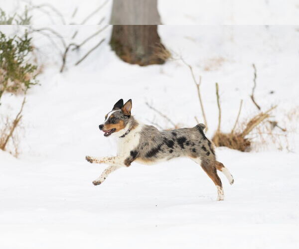 Medium Photo #4 Mutt Puppy For Sale in Garden City, NY, USA