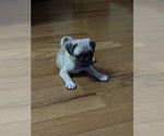 Puppy Lucky Pug