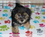 Small Photo #3 Morkie Puppy For Sale in ORO VALLEY, AZ, USA