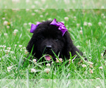 Small #2 Newfoundland