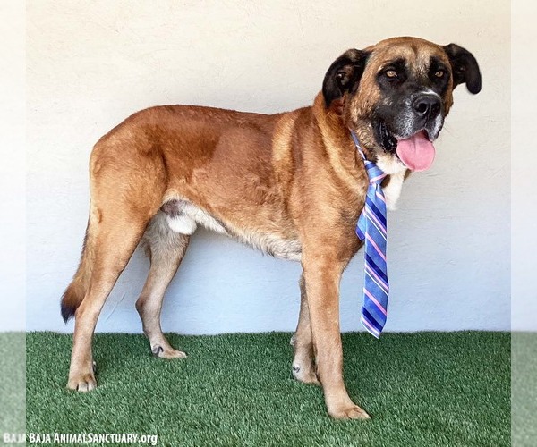 Medium Photo #3 Bullmastiff-Unknown Mix Puppy For Sale in San Diego, CA, USA