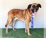 Small #2 Bullmastiff Mix