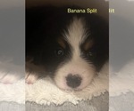 Small Photo #3 Bernese Mountain Dog Puppy For Sale in VILONIA, AR, USA