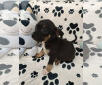 Small #1 Mutt