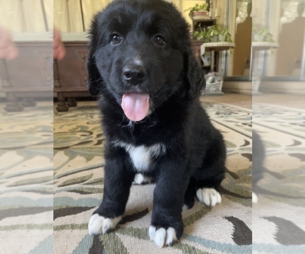 Medium Photo #9 Bernedoodle Puppy For Sale in POTTSTOWN, PA, USA