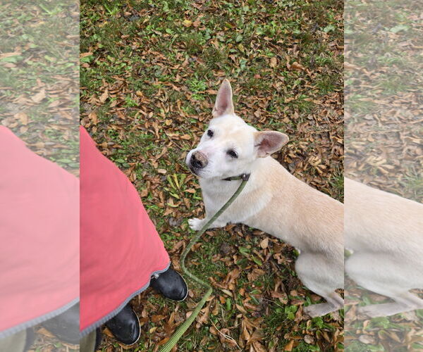 Medium Photo #1 Labrador Retriever Puppy For Sale in Jackson, MS, USA