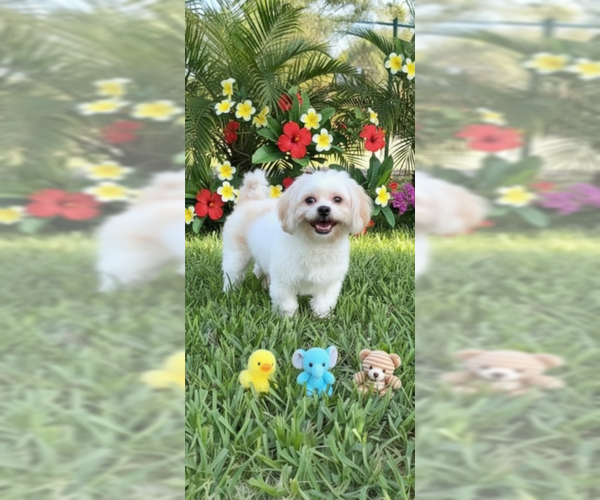 Medium Photo #7 Shih Tzu Puppy For Sale in Weston, FL, USA