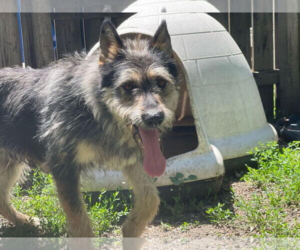 Medium Photo #2 German Shepherd Dog-Unknown Mix Puppy For Sale in Leavenworth, KS, USA