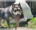 Small #1 German Shepherd Dog Mix