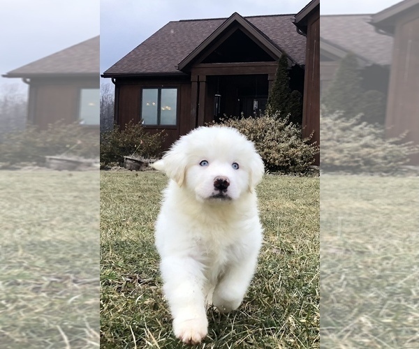 Medium Photo #2 Great Pyrenees Puppy For Sale in DEERFIELD, OH, USA
