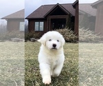 Small Photo #2 Great Pyrenees Puppy For Sale in DEERFIELD, OH, USA