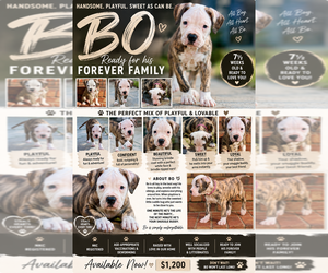 American Bulldog Puppy for sale in MCDONOUGH, GA, USA