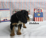 Small #19 Cavalier King Charles Spaniel