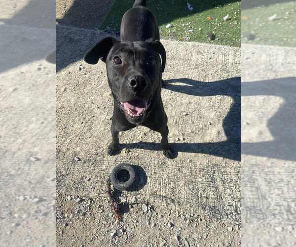 Medium Photo #5 Labrador Retriever-Unknown Mix Puppy For Sale in Evansville, IN, USA