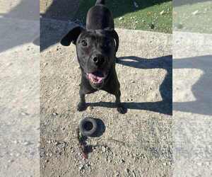 Chalupa - Female Labrador Retriever-Unknown Mix Dog for Adoption - Photo #5