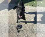 Small #4 Labrador Retriever Mix