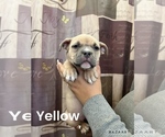 Puppy Yellow American Bully