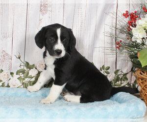 border collie cross beagle puppies for sale