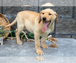 Small Photo #46 Labrador Retriever Puppy For Sale in MILLERSBURG, OH, USA