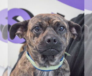 Buggs Dogs for adoption in Huntley, IL, USA