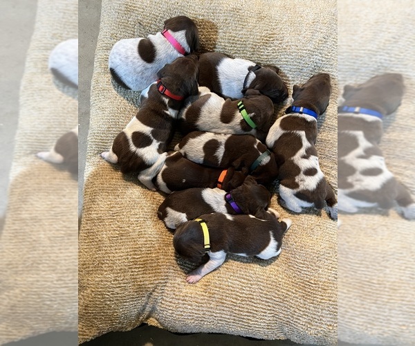Medium Photo #1 German Shorthaired Pointer Puppy For Sale in ONEIDA, TN, USA