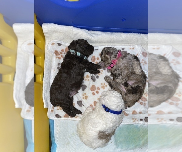 Medium Photo #19 Poodle (Toy) Puppy For Sale in MURRIETA, CA, USA