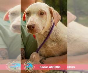 Labrador Retriever-Unknown Mix Dogs for adoption in Mobile, AL, USA