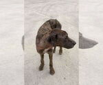 Small #3 Great Dane
