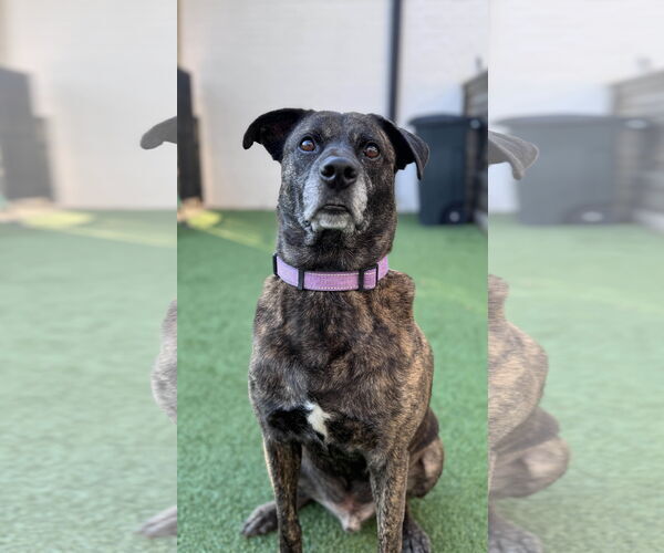 Medium Photo #7 Boxer-Unknown Mix Puppy For Sale in Fort Worth, TX, USA