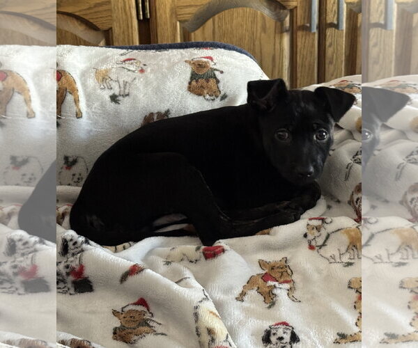 Medium Photo #2 Mutt Puppy For Sale in Brooklyn Center, MN, USA