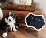 Small Photo #7 Aussiedoodle Puppy For Sale in FRANKLINTON, LA, USA