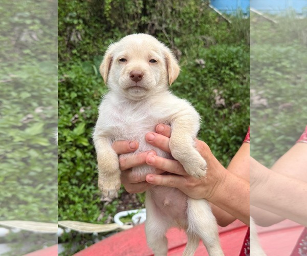 Medium Photo #2 Chihuahua-Labrador Retriever Mix Puppy For Sale in Virginia Beach, VA, USA