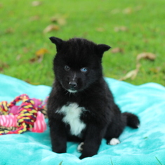 Pomsky Puppy for sale in GAP, PA, USA