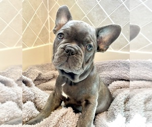 French Bulldog Puppy for sale in ROCKLEDGE, FL, USA